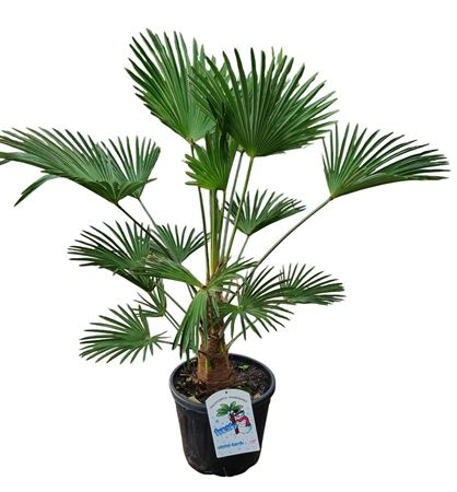Trachycarpus Wagnerianus