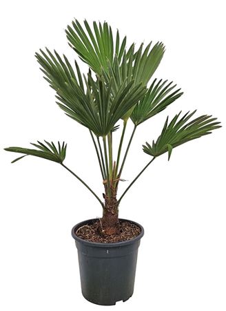 Trachycarpus Wagnerianus