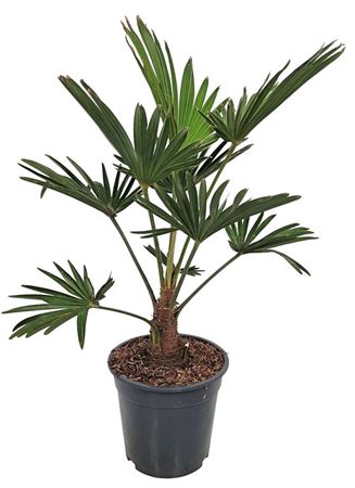 Trachycarpus Wagnerianus