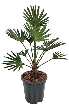 Trachycarpus Wagnerianus