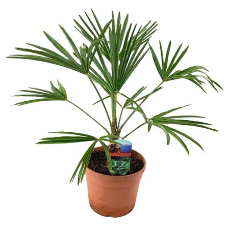 Trachycarpus Wagnerianus
