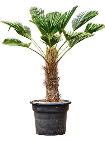 Trachycarpus Wagnerianus