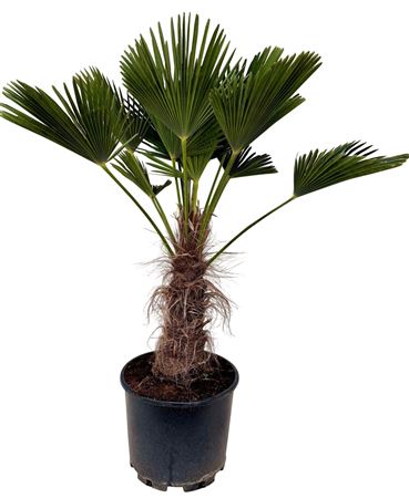 Trachycarpus Wagnerianus