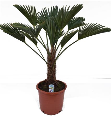 Trachycarpus Wagnerianus