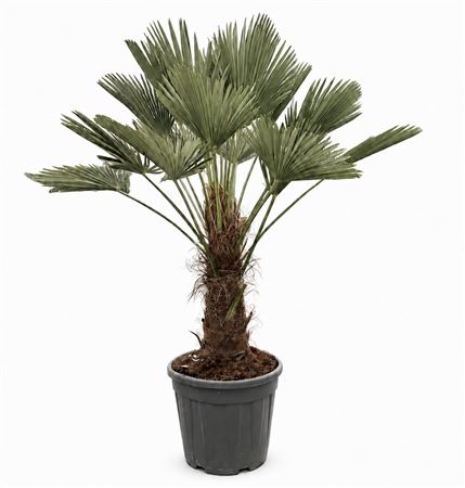 Trachycarpus Wagnerianus