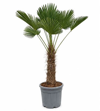 Trachycarpus Wagnerianus