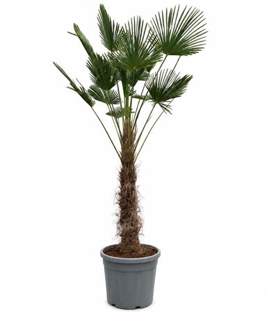 Trachycarpus Wagnerianus