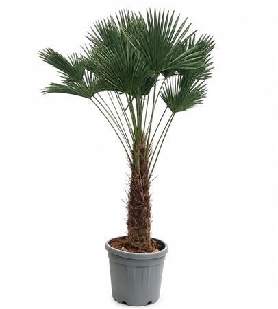 Trachycarpus Wagnerianus