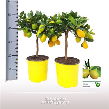Citrus Limequat On Stem