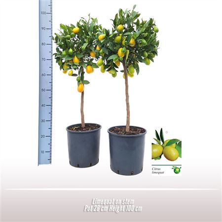 Citrus Limequat On Stem