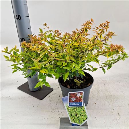 Abelia Grandiflora Kaleidoscope