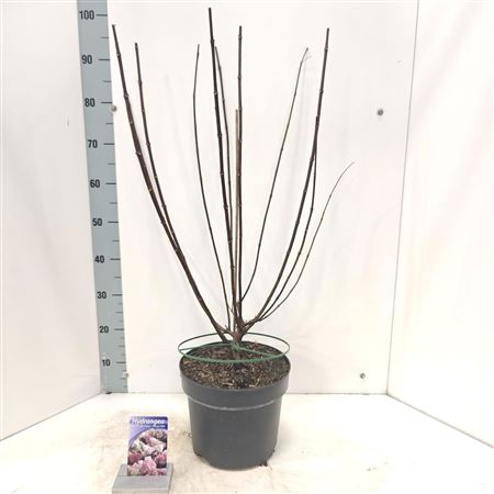 Hydrangea Pan Vanille Fraise