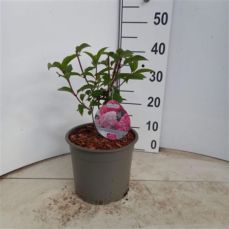 Hydrangea Pan Vanille Fraise