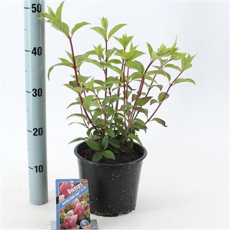 Hydrangea Pan Vanille Fraise