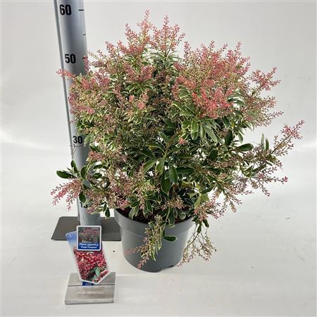 Pieris Jap Polar Passion