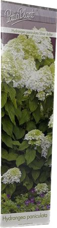 Hydrangea Pan Silver Dollar