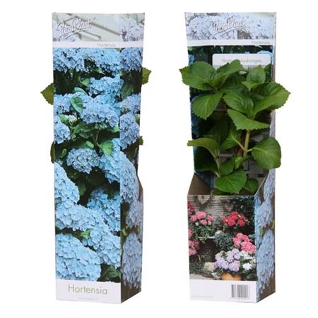 Hydrangea Ma Early Blue Young Plants