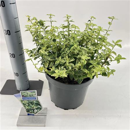 Euonymus Fort Golden Harlequin