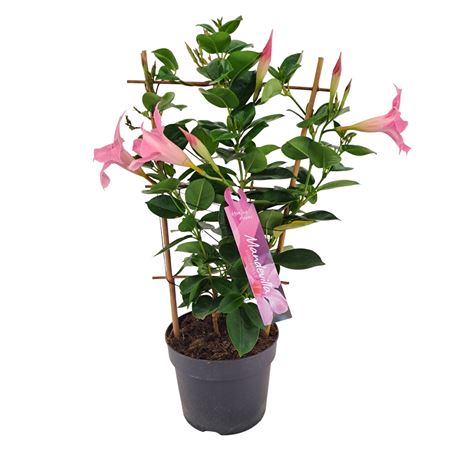 Mandevilla Pink On Reck