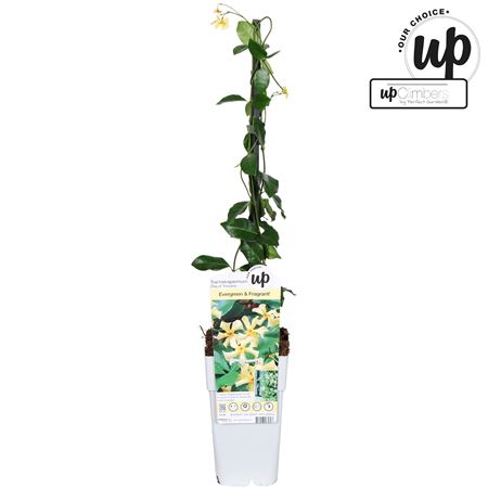 Trachelospermum Star Of Toscane.