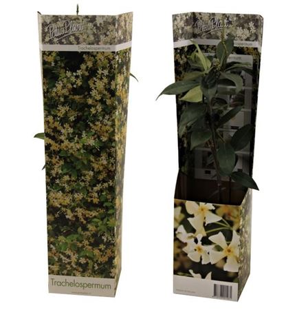 Trachelospermum Star Of Toscane.