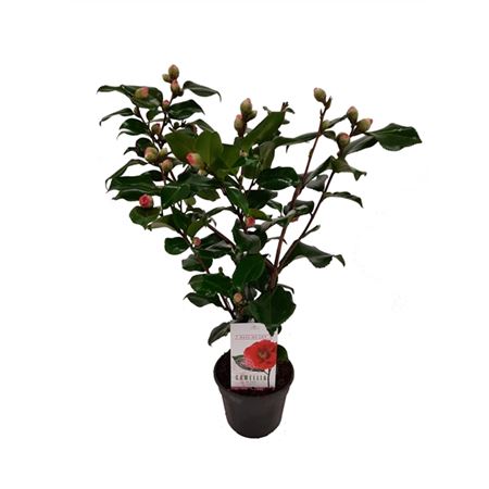 Camellia Jap Dr King 25+