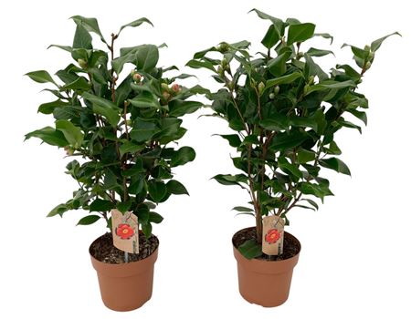 Camellia Jap Dr King 20+