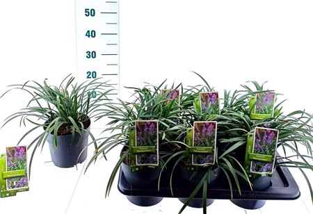 Liriope Muscari Moneymaker