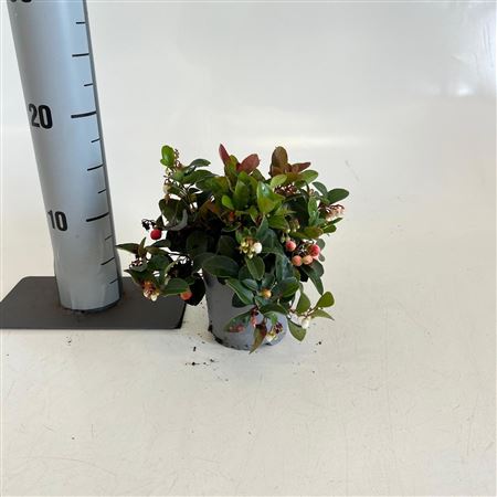 Gaultheria Proc Big Berry