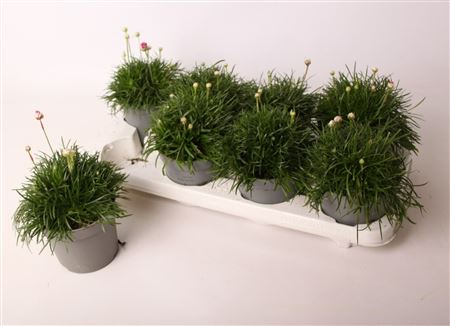 Armeria Maritima Abbey Deep Rose