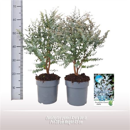 Eucalyptus Gunnii Azura Bush