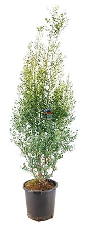 Eucalyptus Azura