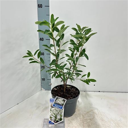 Exochorda Racemosa Niagra