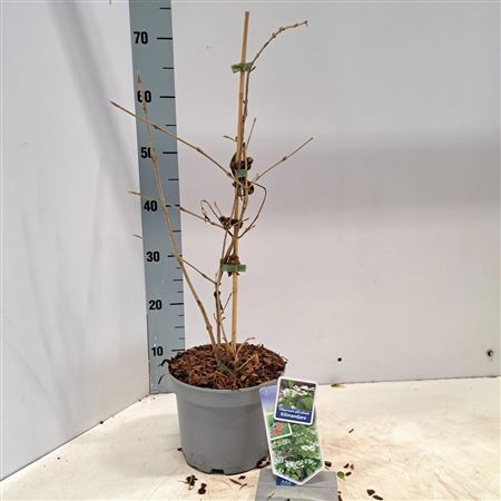 Viburnum Plic Kilimandjaro