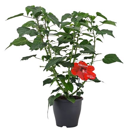 Hibiscus Extreme Oak Red