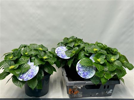 Hydrangea Ma Early Blue 12+