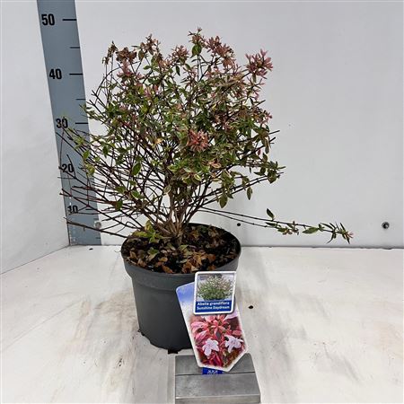 Abelia Grandiflora Sunshine Daydream