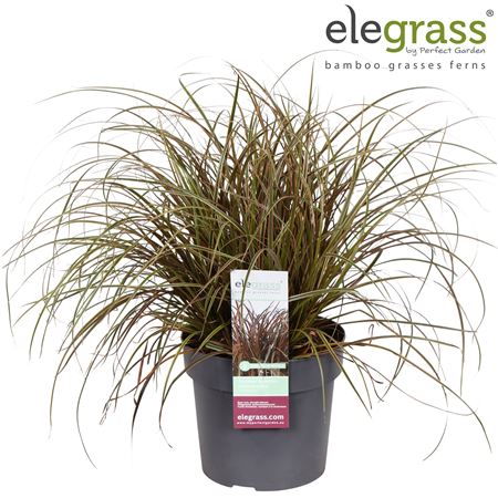 Uncinia Rubra Everflame