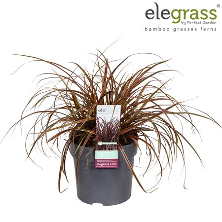 Uncinia Rubra Everflame