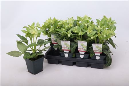 Helleborus Lividus White