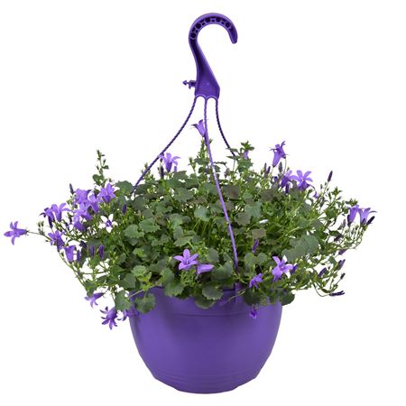 Campanula Purple Hang