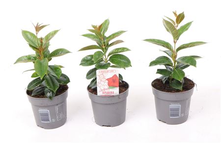 Mandevilla Rio Dark Red