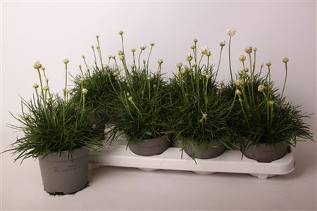 Armeria Maritima Abbey Deep White