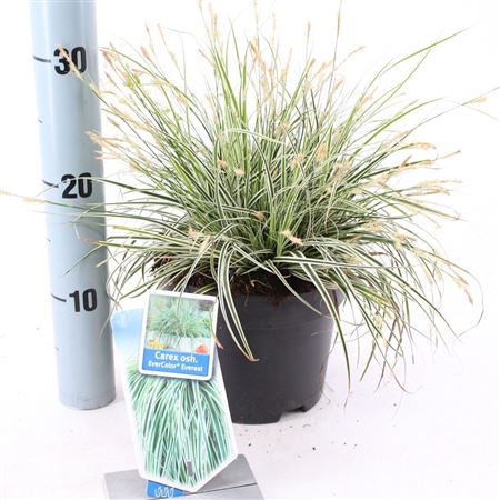 Carex Osh Everest