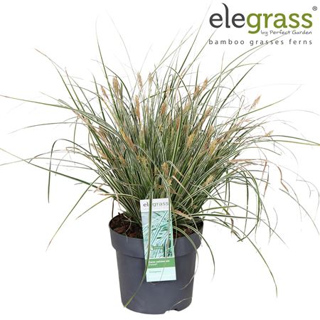 Carex Oshimensis Everest