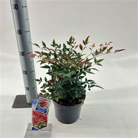 Nandina Dom Obsessed