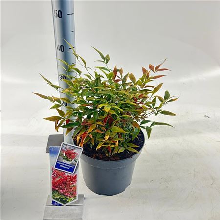 Nandina Dom Obsessed