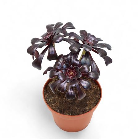 Aeonium Ab. Velours Bonsai
