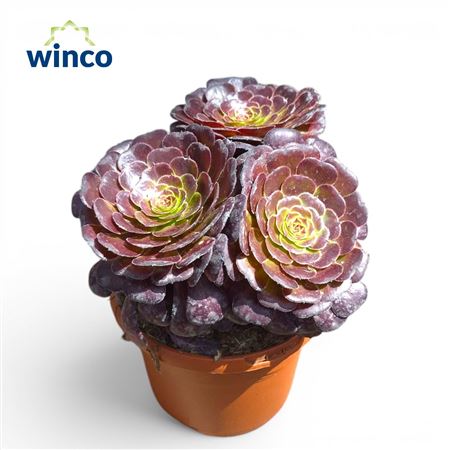 Aeonium Ab. Velours Bonsai
