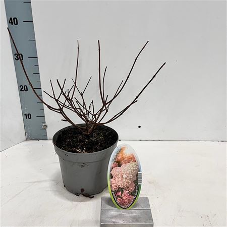 Hydrangea Pan Sundae Fraise